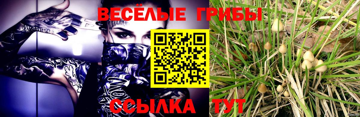 Георгиевск  Галлюциногенные грибы Psilocybine cubensis  купить наркоту  Вход с VPN 